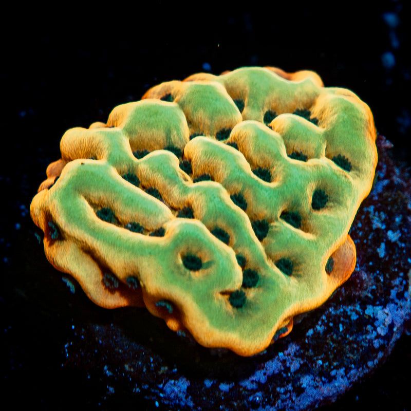 Beach Bum Montipora Coral