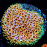 Skittles Cyphastrea with encrusting growth in reef aquarium