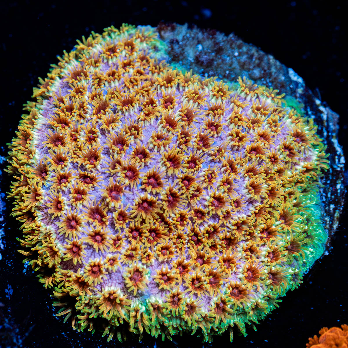 Skittles Cyphastrea with encrusting growth in reef aquarium