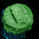 Hulk Leptoseris coral with encrusting growth in reef aquarium