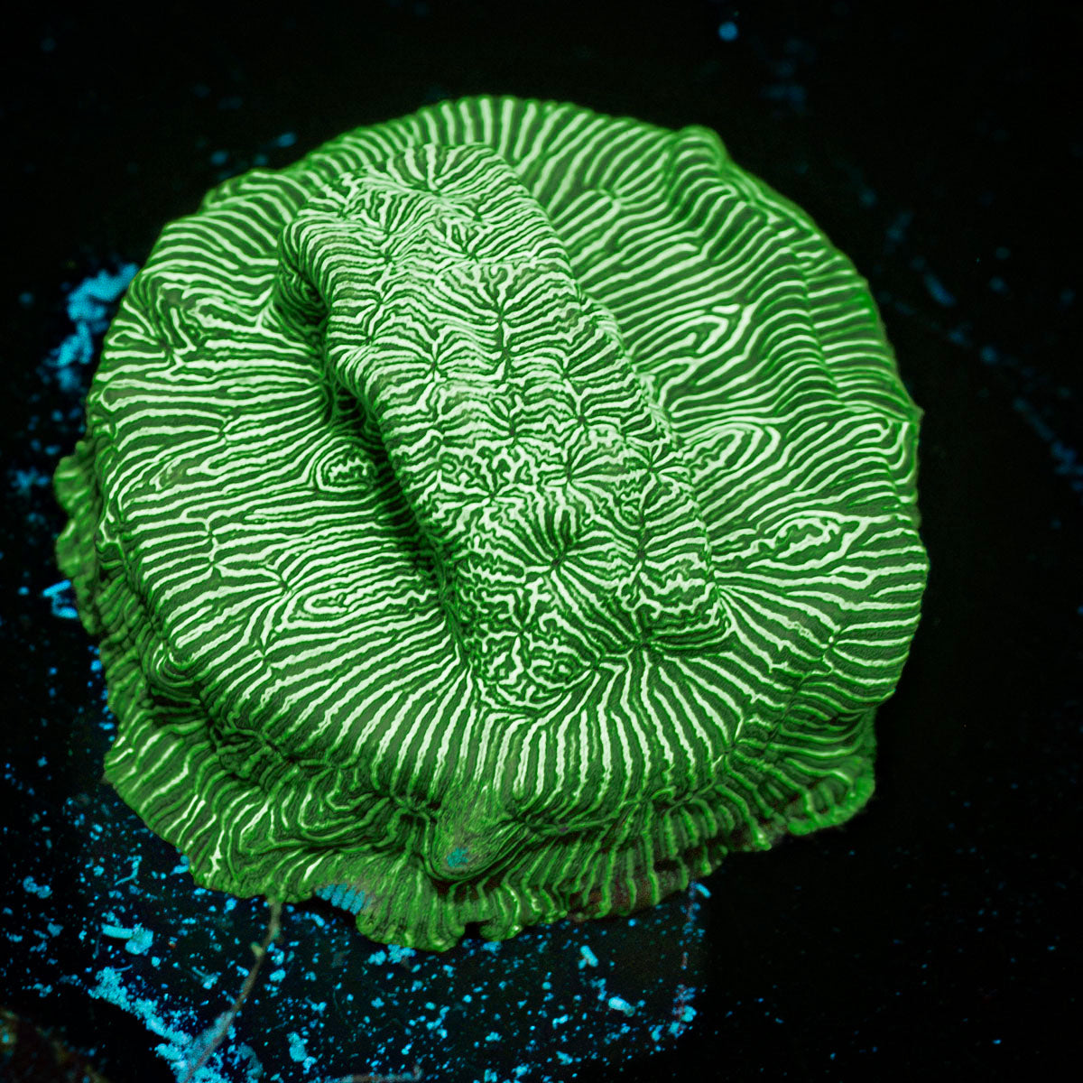 Hulk Leptoseris coral with encrusting growth in reef aquarium