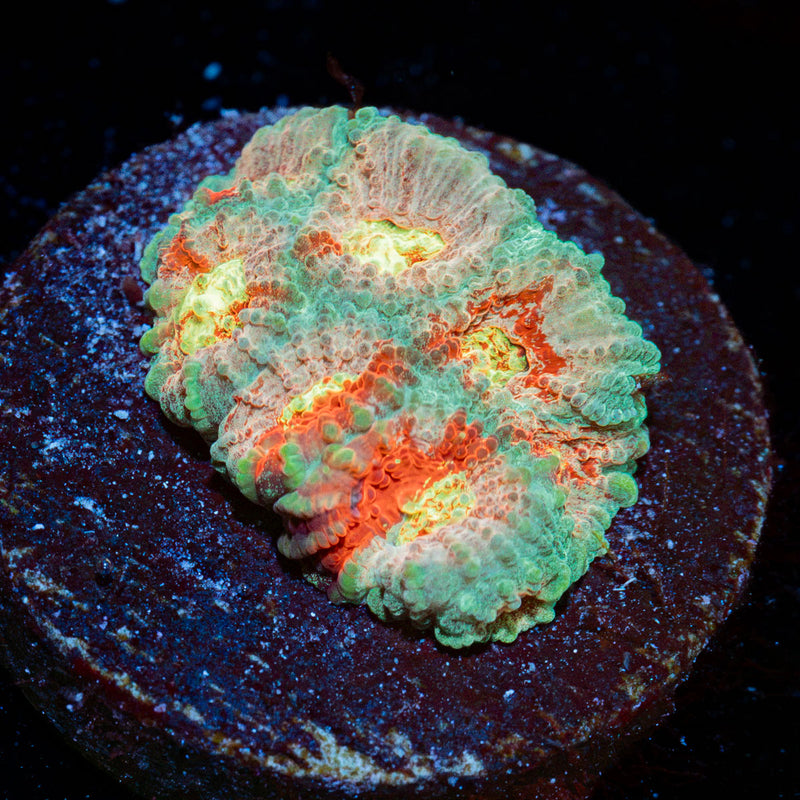 Ass Fungus Favia Coral