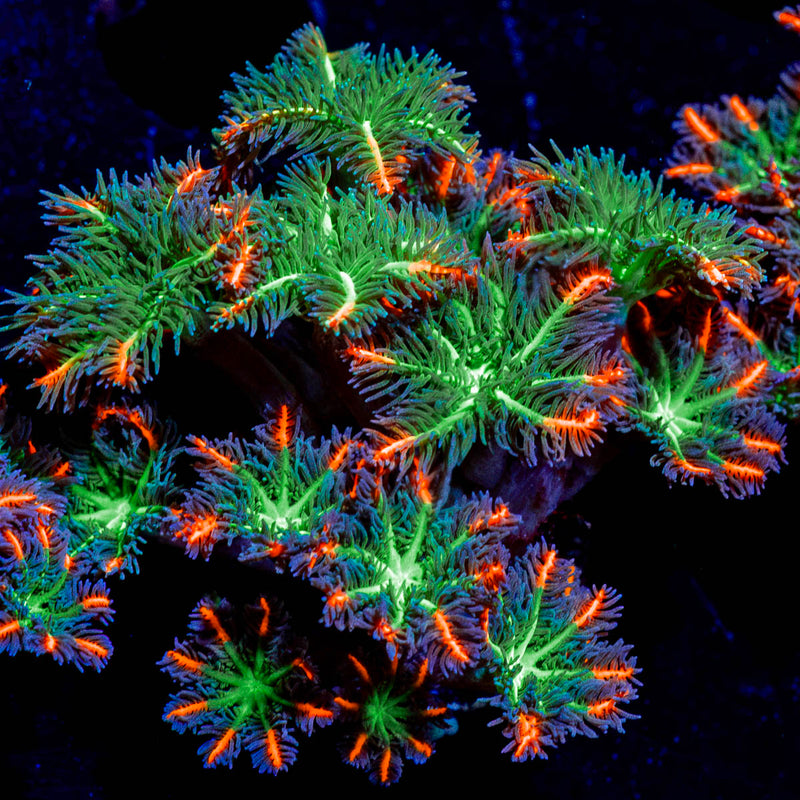 ARC Firework Clove Polyps Coral