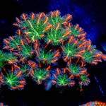 ARC Firework Clove Polyps with colony growth in reef aquarium