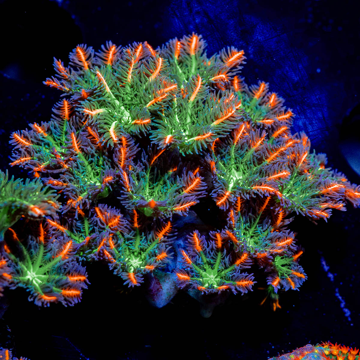 ARC Firework Clove Polyps with colony growth in reef aquarium