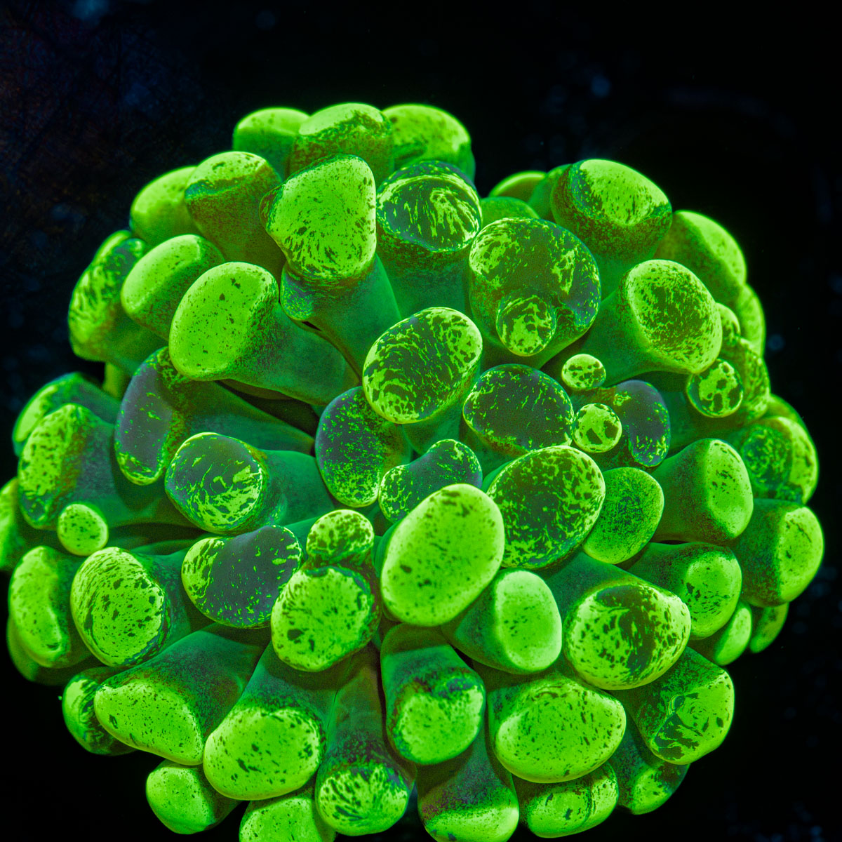 Splatter Hammer Euphyllia Coral with branching fleshy heads in reef aquarium