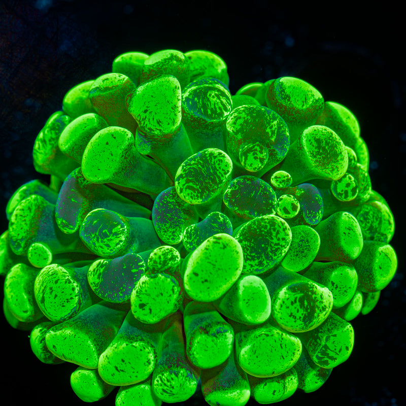 Splatter Hammer Euphyllia Coral with branching fleshy heads in reef aquarium