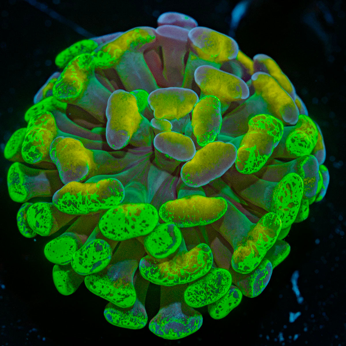 Sick And Twisted Hammer Euphyllia Coral with branching fleshy heads in reef aquarium