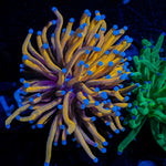 Golden Torch Euphyllia Coral with flowing tentacles in reef aquarium