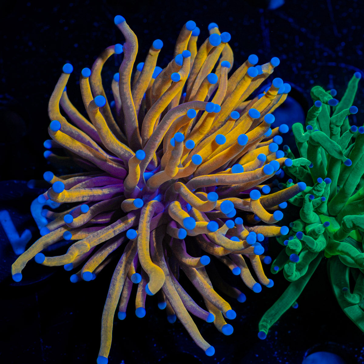 Golden Torch Euphyllia Coral with flowing tentacles in reef aquarium