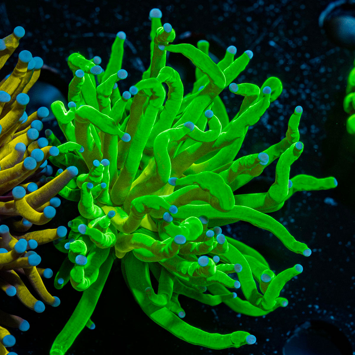 Todds Torch Euphyllia Coral with flowing tentacles in reef aquarium