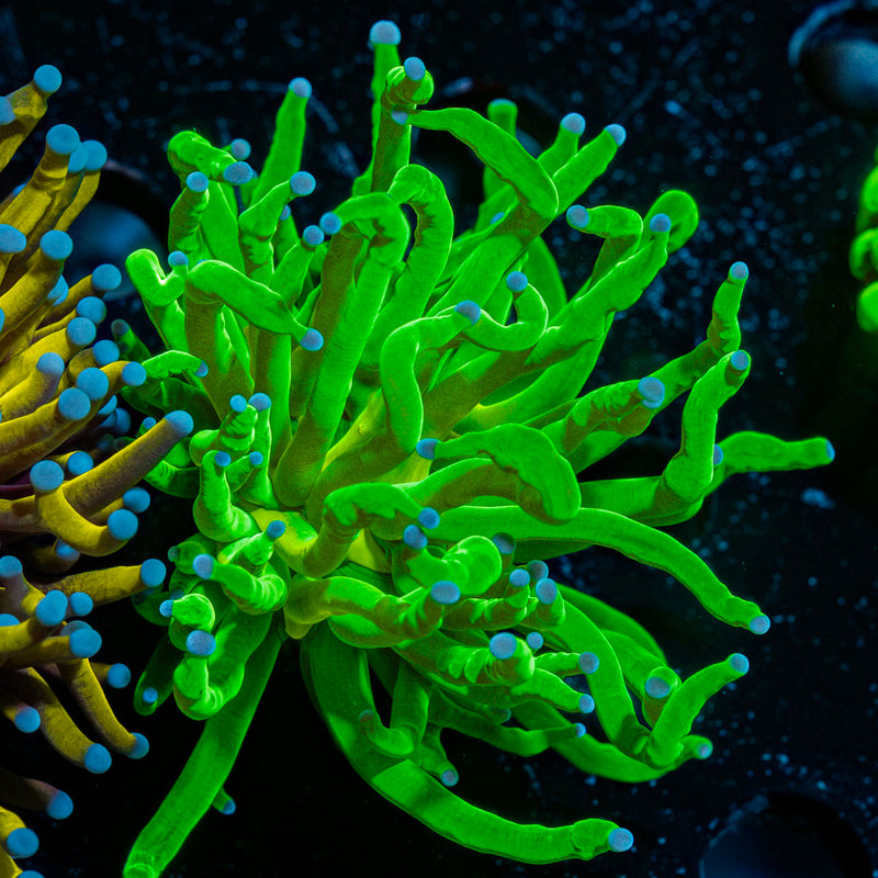 Todds Torch Euphyllia Coral with flowing tentacles in reef aquarium