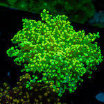 Neon Green FrogSpawn Euphyllia Coral with flowing tentacles in reef aquarium