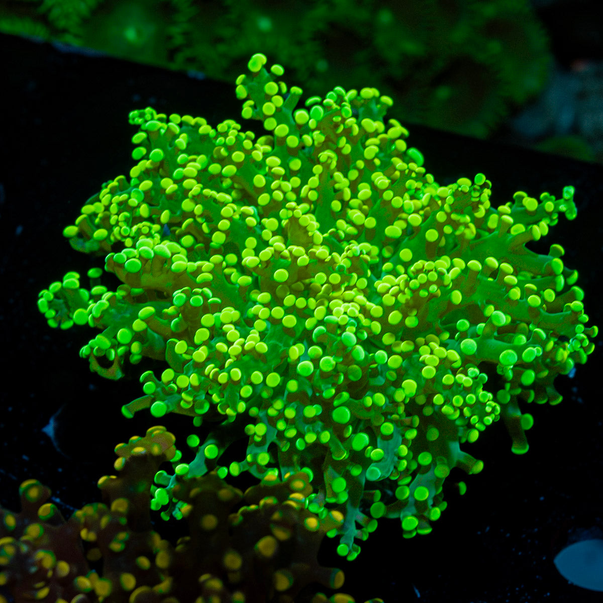 Neon Green FrogSpawn Euphyllia Coral with flowing tentacles in reef aquarium