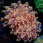 Peach FrogSpawn Euphyllia with branching fleshy heads in reef aquarium