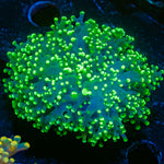 Toxic Green Frogspawn Euphyllia with branching fleshy heads in reef aquarium