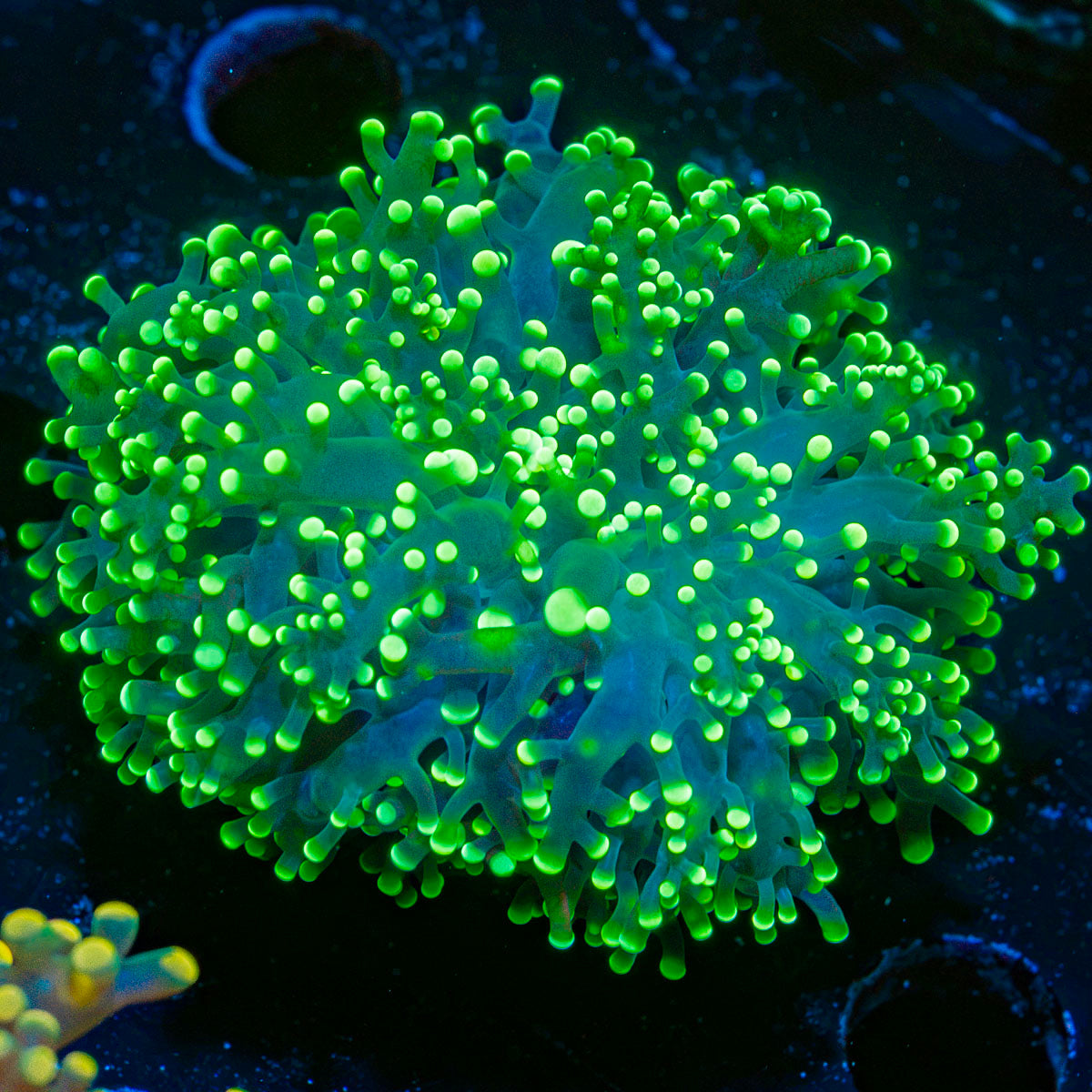 Toxic Green Frogspawn Euphyllia with branching fleshy heads in reef aquarium