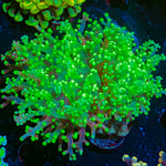 Splatter Frogspawn Euphyllia with flowing tentacles in reef aquarium