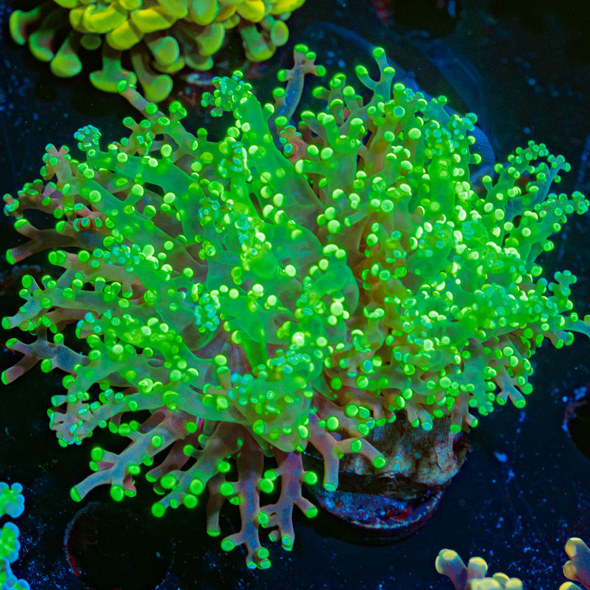 Splatter Frogspawn Euphyllia with flowing tentacles in reef aquarium