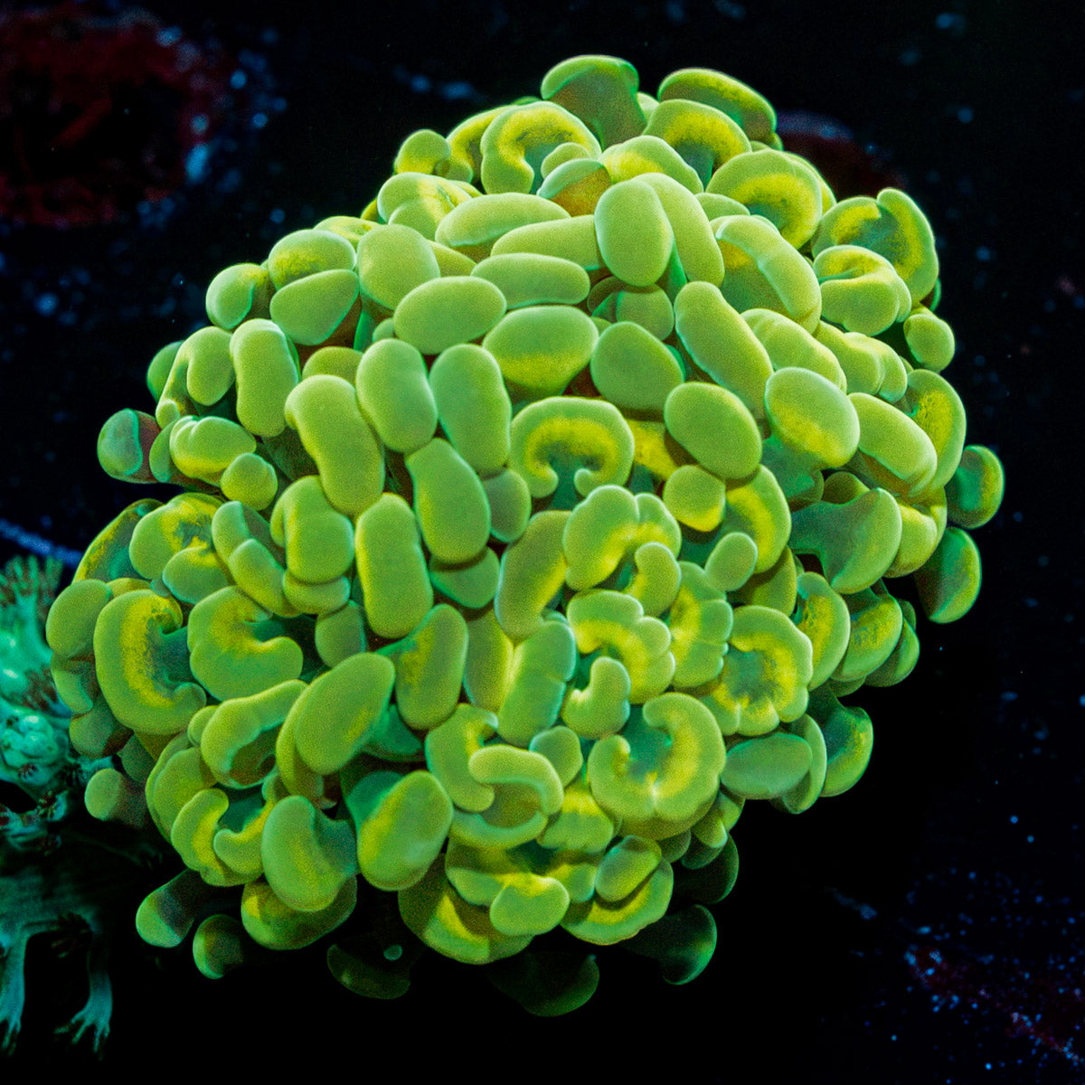 Golden Hammer coral with branching fleshy heads in reef aquarium