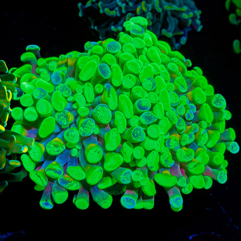 Sick & Twisted Hammer Euphyllia Coral