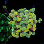 Golden Hammer coral with branching fleshy heads in reef aquarium