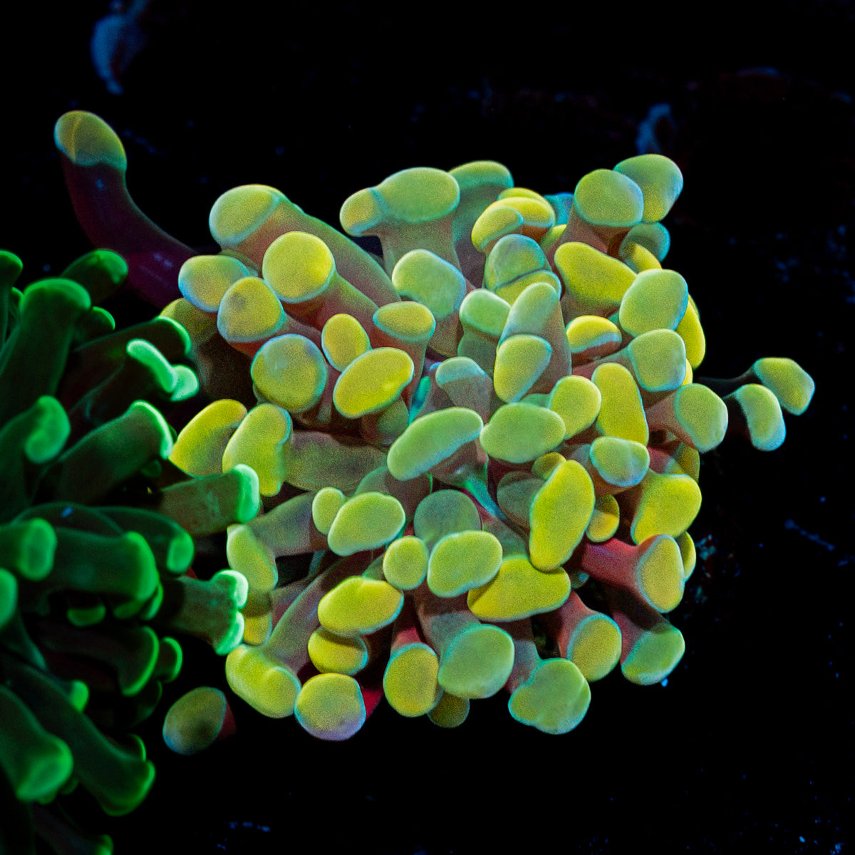 Golden Hammer coral with branching fleshy heads in reef aquarium