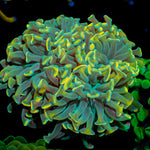Teal Hammer Euphyllia with branching fleshy heads in reef aquarium