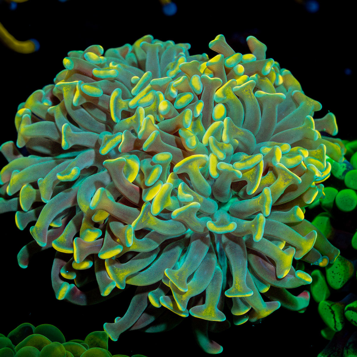 Teal Hammer Euphyllia with branching fleshy heads in reef aquarium
