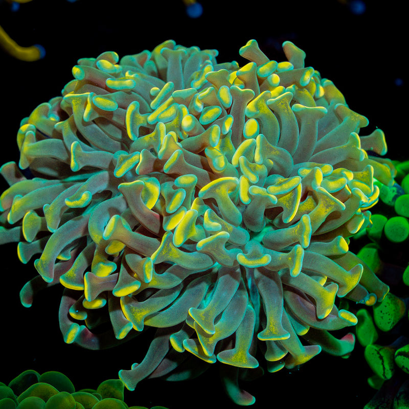 Teal Hammer Euphyllia Coral