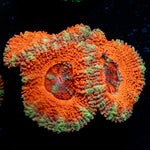 Acan Coral with fleshy polyps in reef aquarium