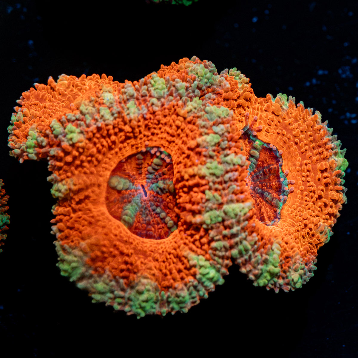 Acan Coral with fleshy polyps in reef aquarium