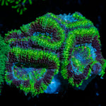 Acan Coral with fleshy polyps in reef aquarium