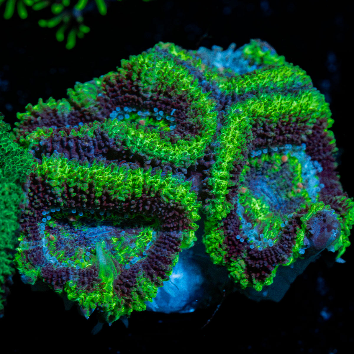 Acan Coral with fleshy polyps in reef aquarium