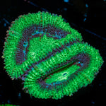 Acan Coral with fleshy polyps in reef aquarium