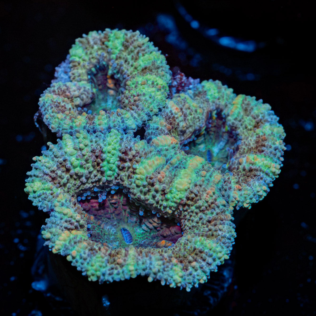 Acan Coral with fleshy polyps in reef aquarium
