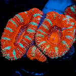 Acan Coral with fleshy polyps in reef aquarium