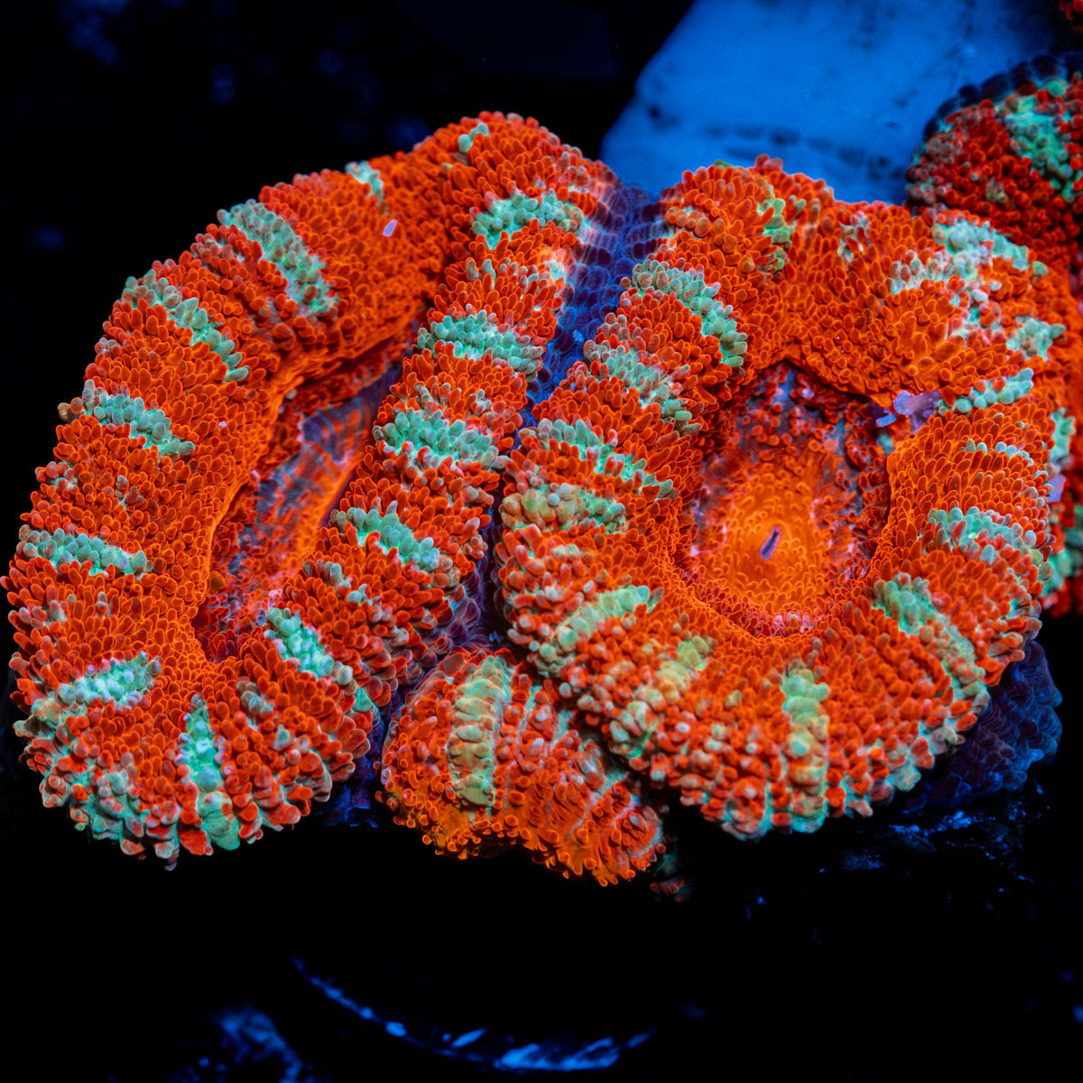 Acan Coral with fleshy polyps in reef aquarium