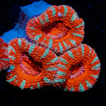 Acan Coral with fleshy polyps in reef aquarium