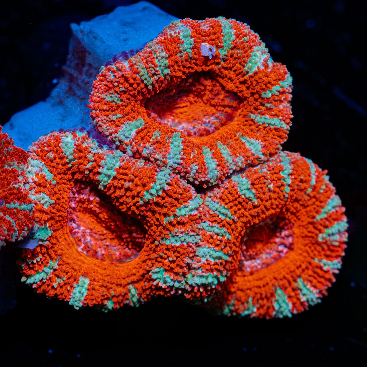 Acan Coral with fleshy polyps in reef aquarium