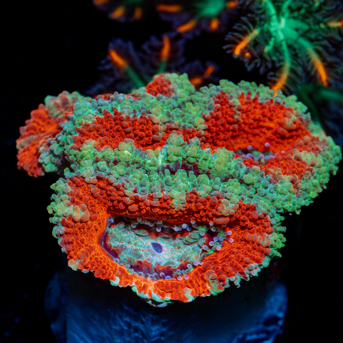 Acan Coral with fleshy polyps in reef aquarium
