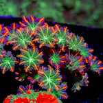 ARC FireWork Clove Polyp Coral with flowing tentacles in reef aquarium