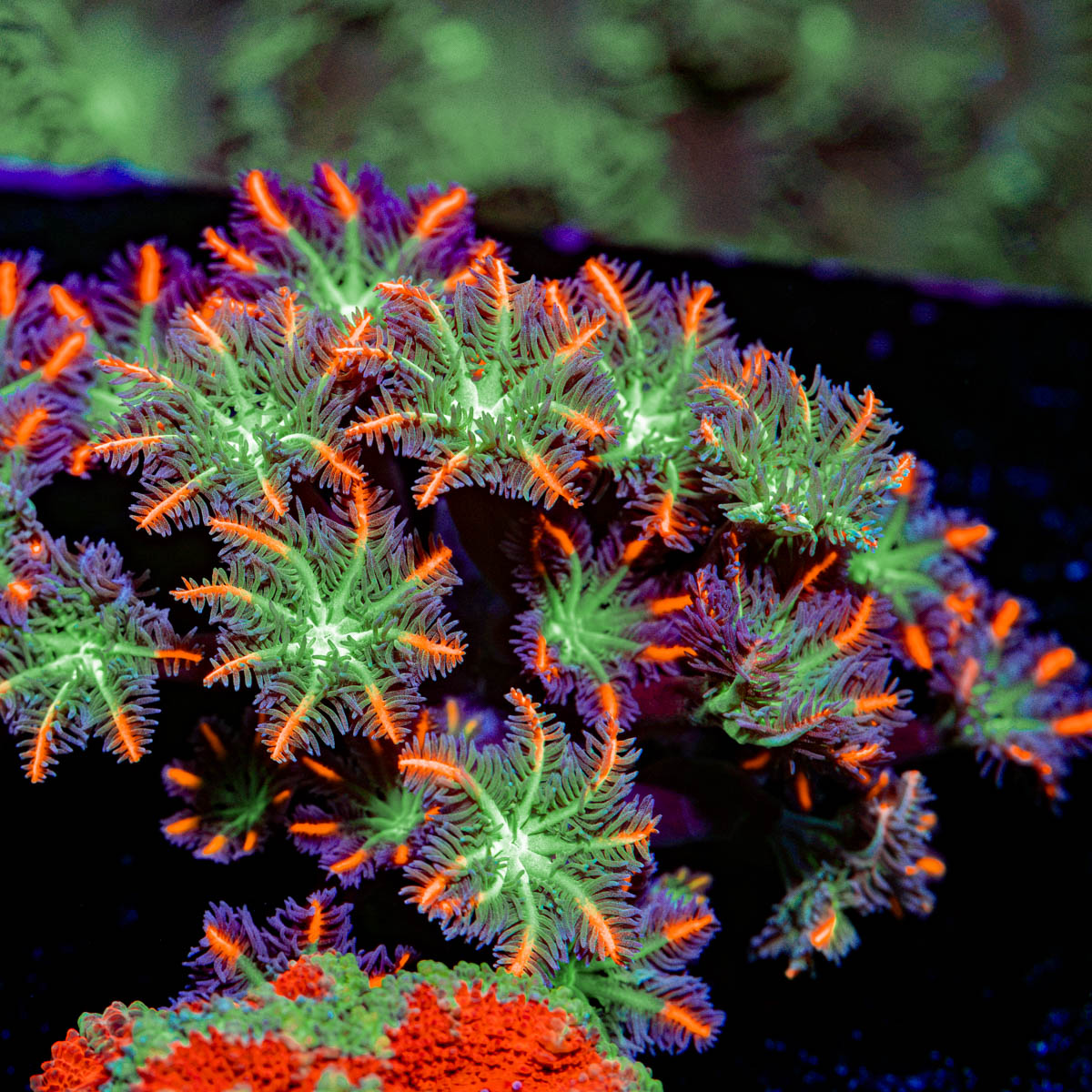 ARC FireWork Clove Polyp Coral with flowing tentacles in reef aquarium