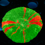 Bleeding Apple Scoly Coral with fleshy open polyp in reef aquarium