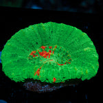 Bleeding Apple Scoly Coral with fleshy open polyp in reef aquarium