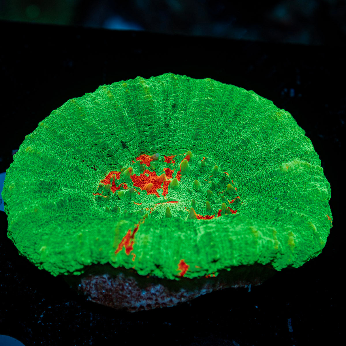 Bleeding Apple Scoly Coral with fleshy open polyp in reef aquarium