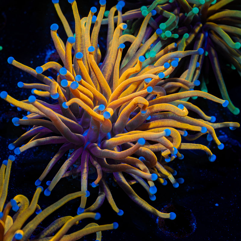 24k Torch Euphyllia Coral