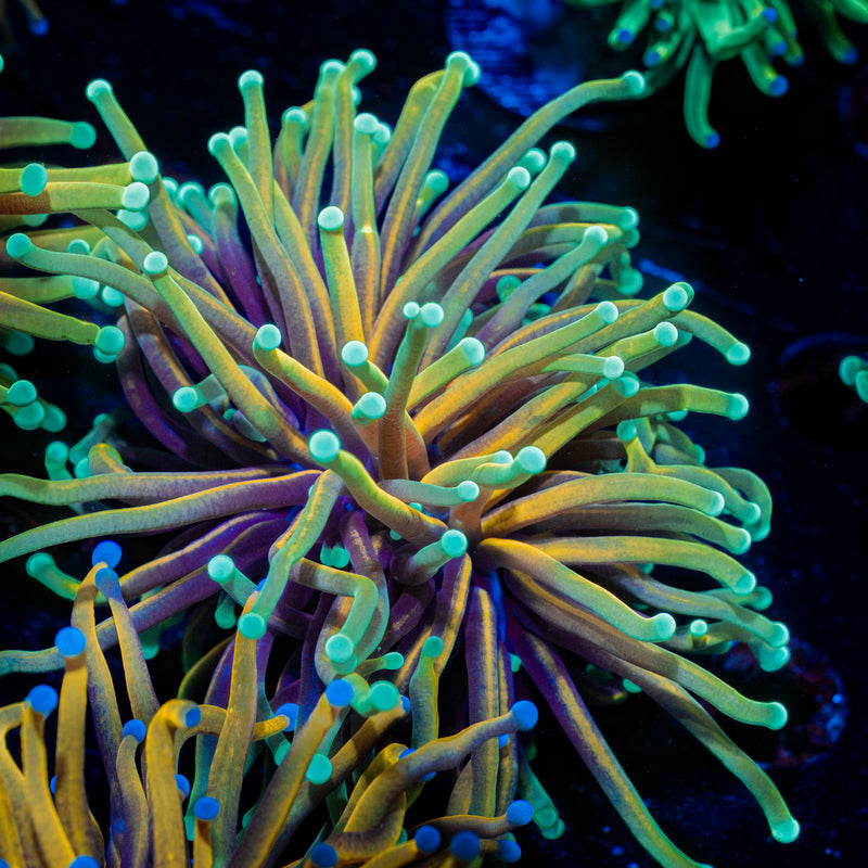 Inferno Torch Euphyllia Coral