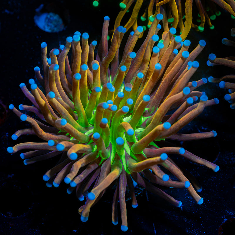 Mardi Gra Torch Euphyllia Coral