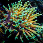 Inferno Torch Euphyllia with flowing tentacles in reef aquarium